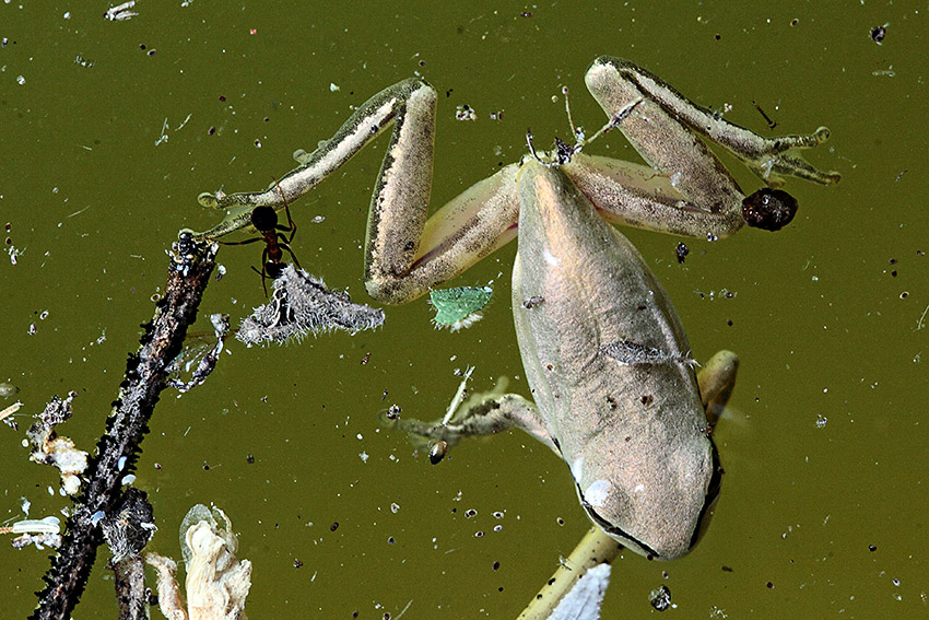 Hyla meridionalis - foto e canto